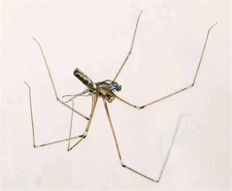 水管管路代號 為什麼家裡會有蜘蛛